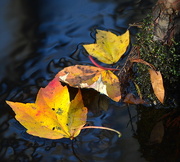25th Nov 2015 - Leaf study, Four Holes Swamp, Dorchester County, 