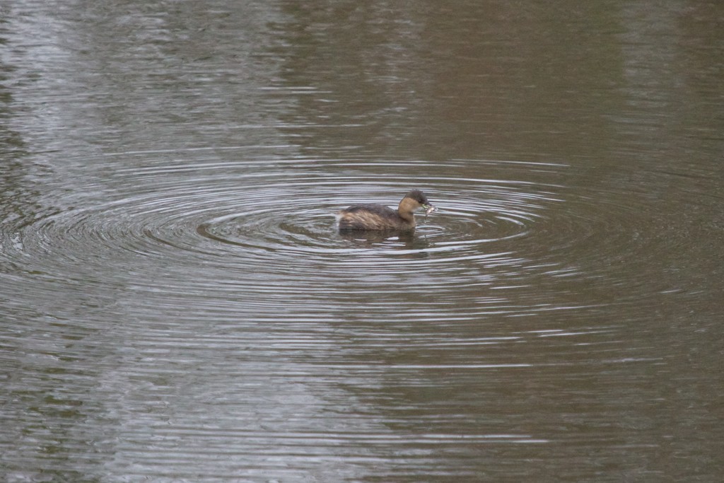 Little Grebe with fish. by padlock
