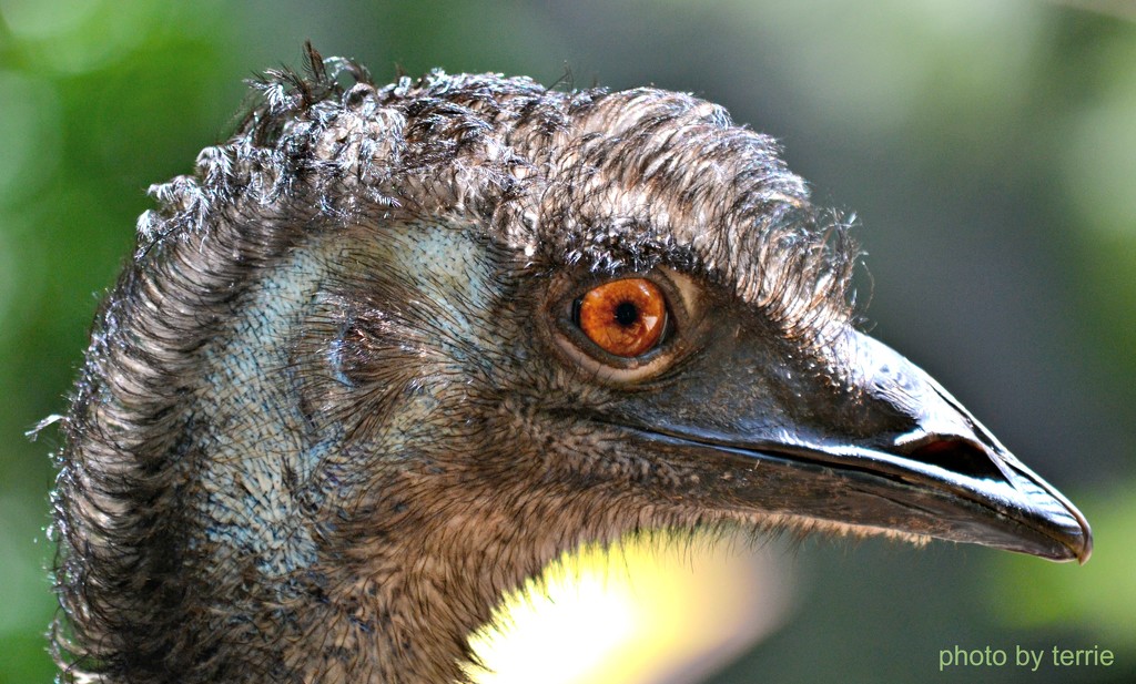 Emu face by teodw