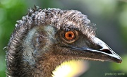 25th Nov 2015 - Emu face