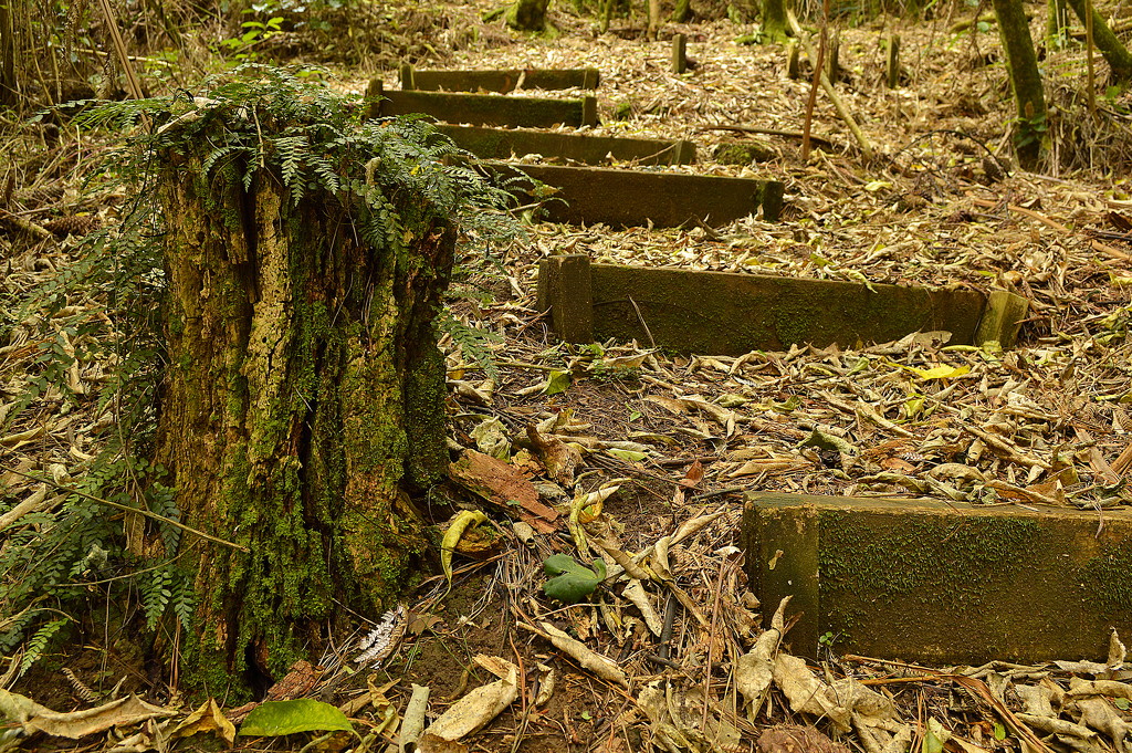 Steps in the Woods by nickspicsnz