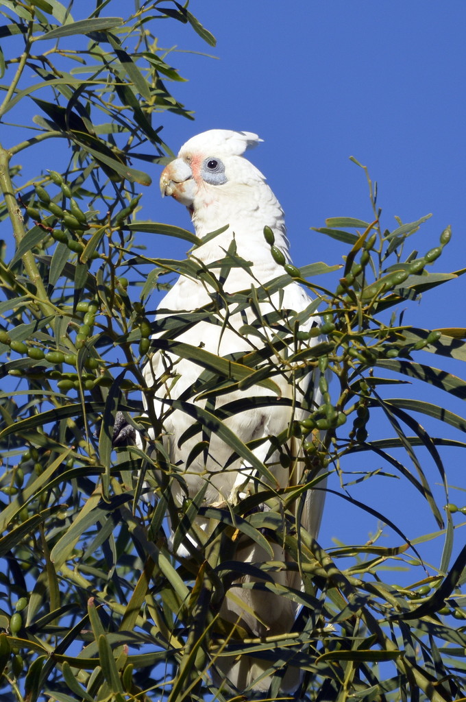 I'm The King Of The Castle _DSC6196 by merrelyn