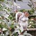 Squirrel by mattjcuk