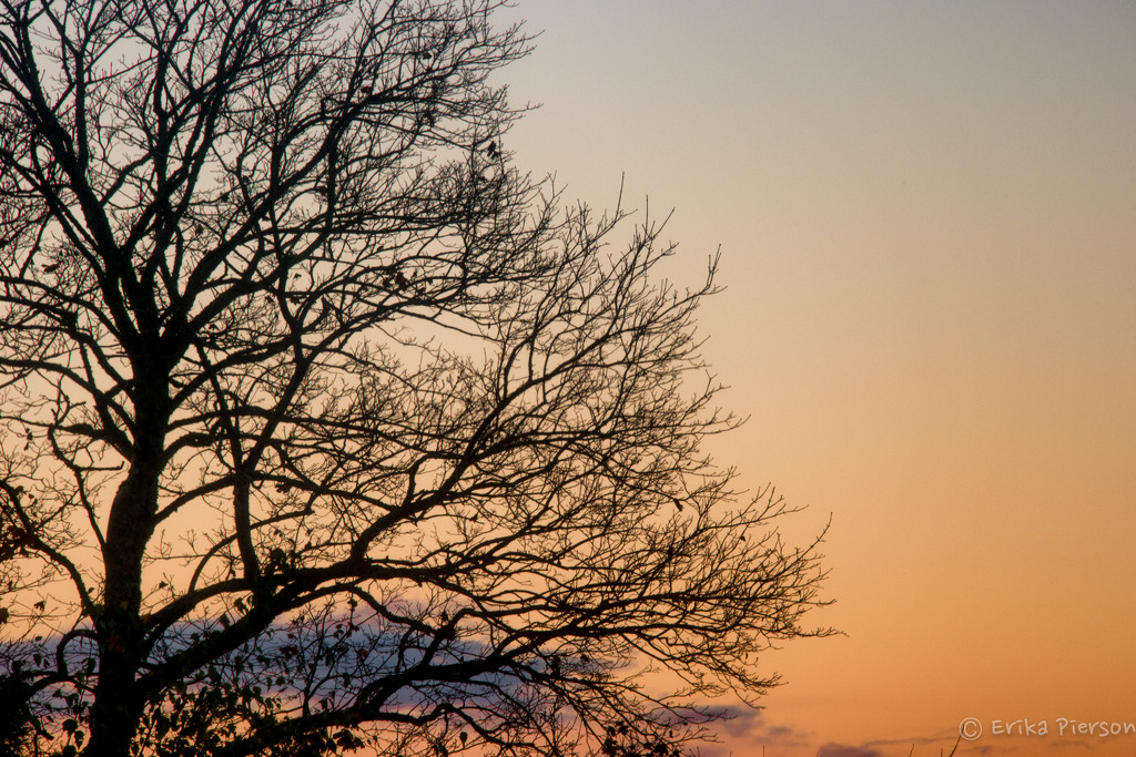 Tree Sunrise by epcello