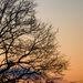 Tree Sunrise by epcello