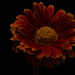 Flower in the dark by elisasaeter