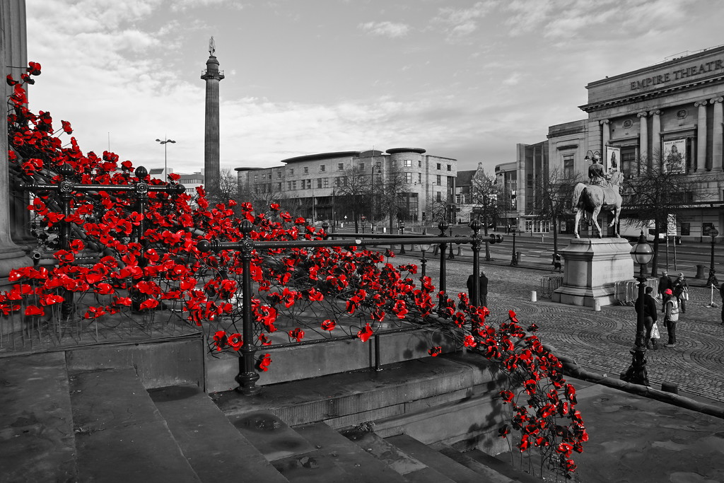 POPPIES, LIVERPOOL by markp