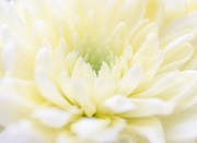 25th Nov 2015 - Chrysanthemum