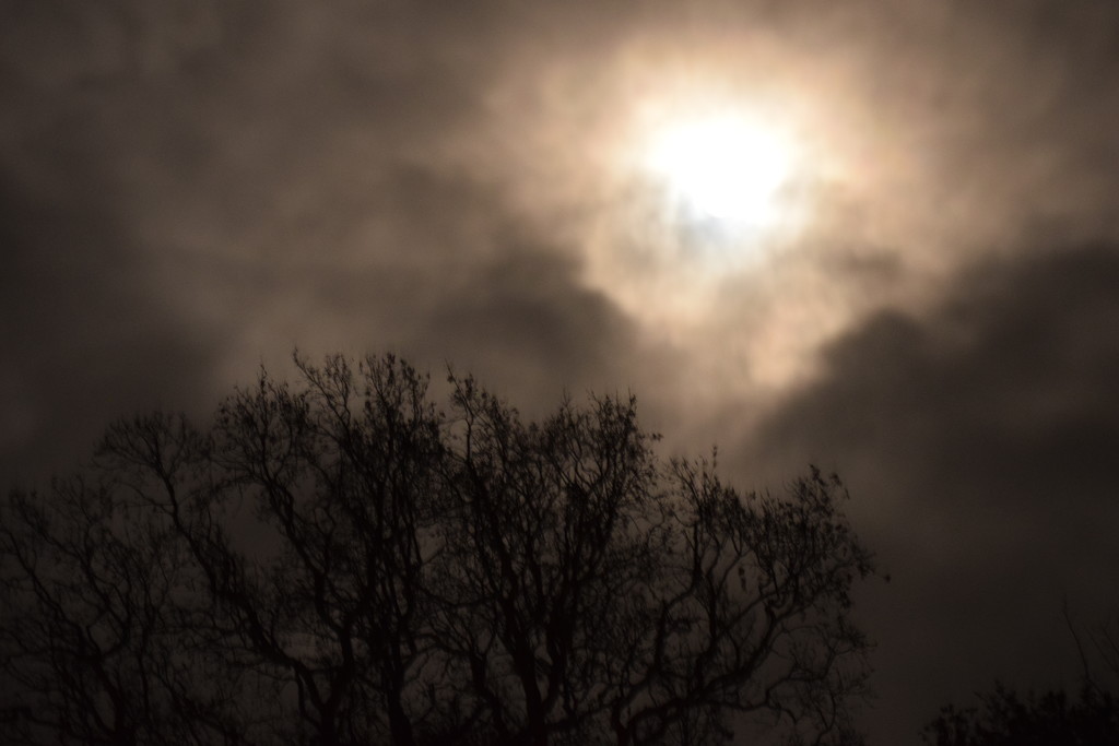 moonlight and tree by christophercox