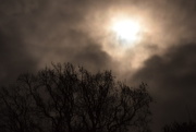 24th Nov 2015 - moonlight and tree