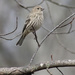 Female House Finch by cjwhite