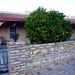 Citrus Trees by stownsend