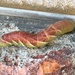 Larvae of Sphinx Chersis by wilkinscd