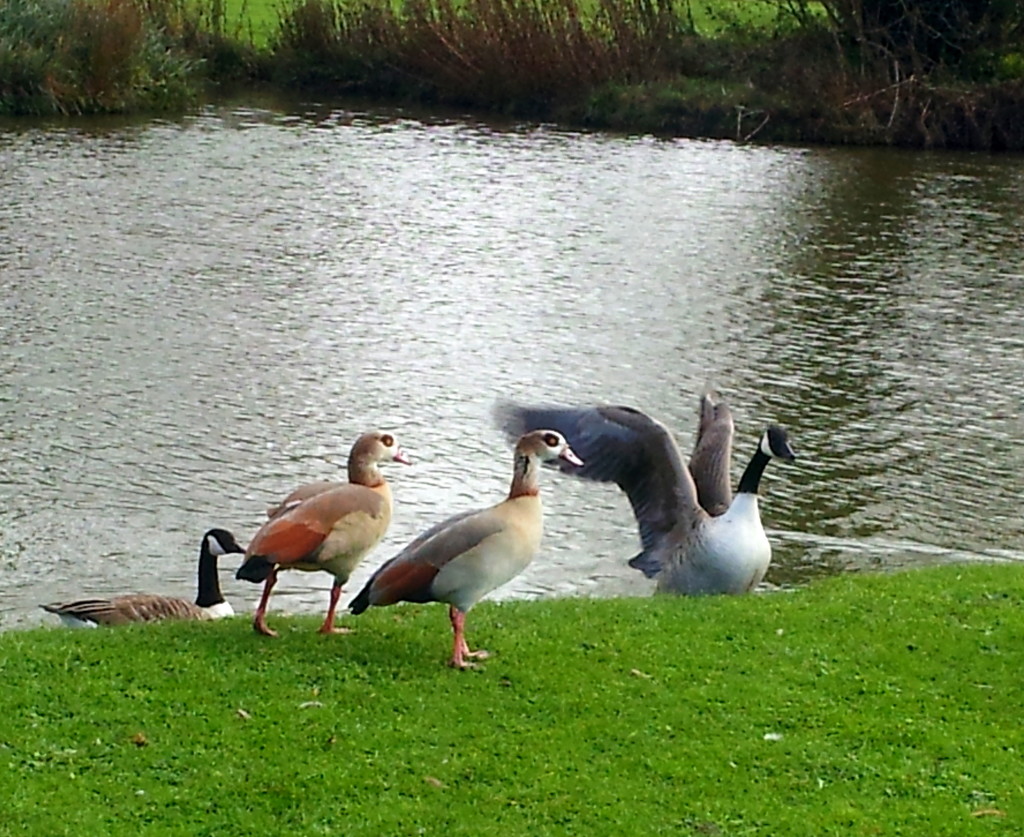 Egyptian geese by busylady
