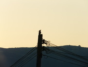 24th Nov 2015 - Silhouette of Bird !