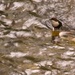 White Breasted Dipper in the stream by ziggy77