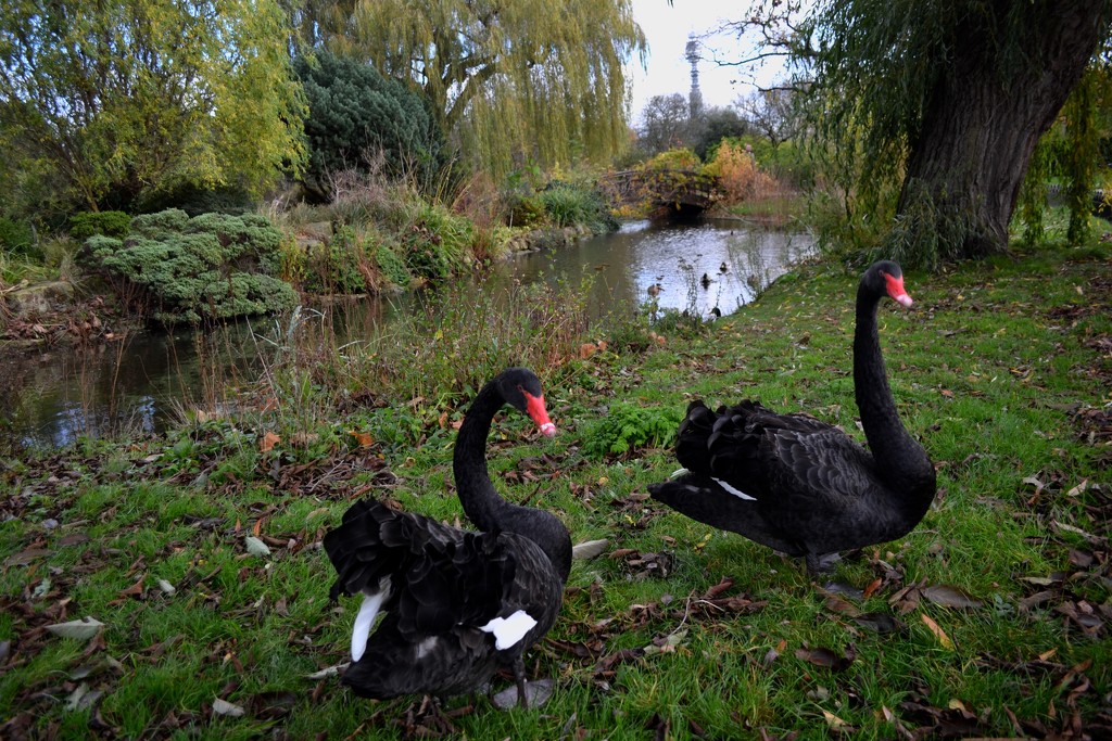 Black swans by tomdoel
