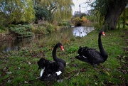 25th Nov 2015 - Black swans