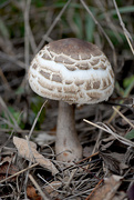25th Nov 2015 - Large Mushroom!