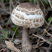 Large Mushroom! by fayefaye