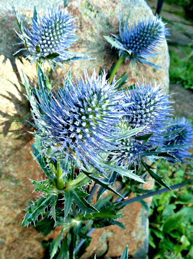 Skyblue Thistle. by wendyfrost
