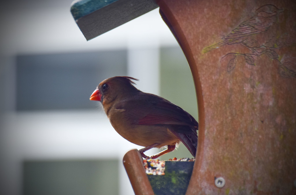 Lady Cardinal back at the Feeder by rickster549