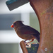 Lady Cardinal back at the Feeder by rickster549
