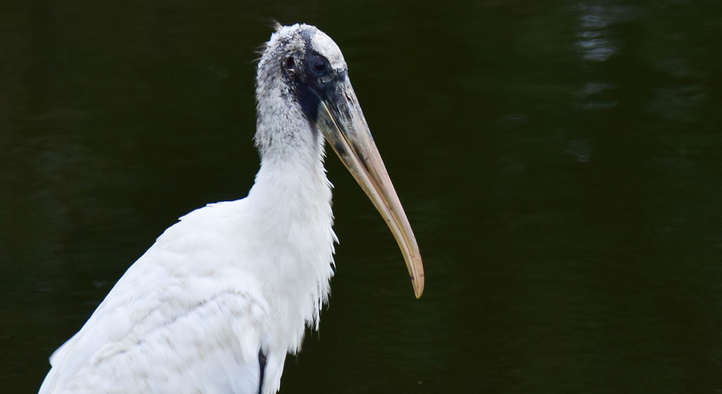 Type of Wood Stork, I think by rickster549