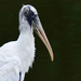 Type of Wood Stork, I think by rickster549