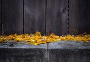 25th Nov 2015 - Leaves on a Wall