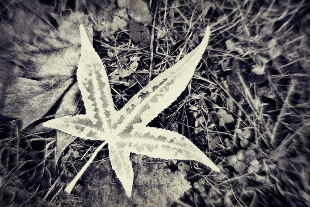 Fallen Star by juliedduncan