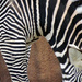 Essence of Zebra by jae_at_wits_end