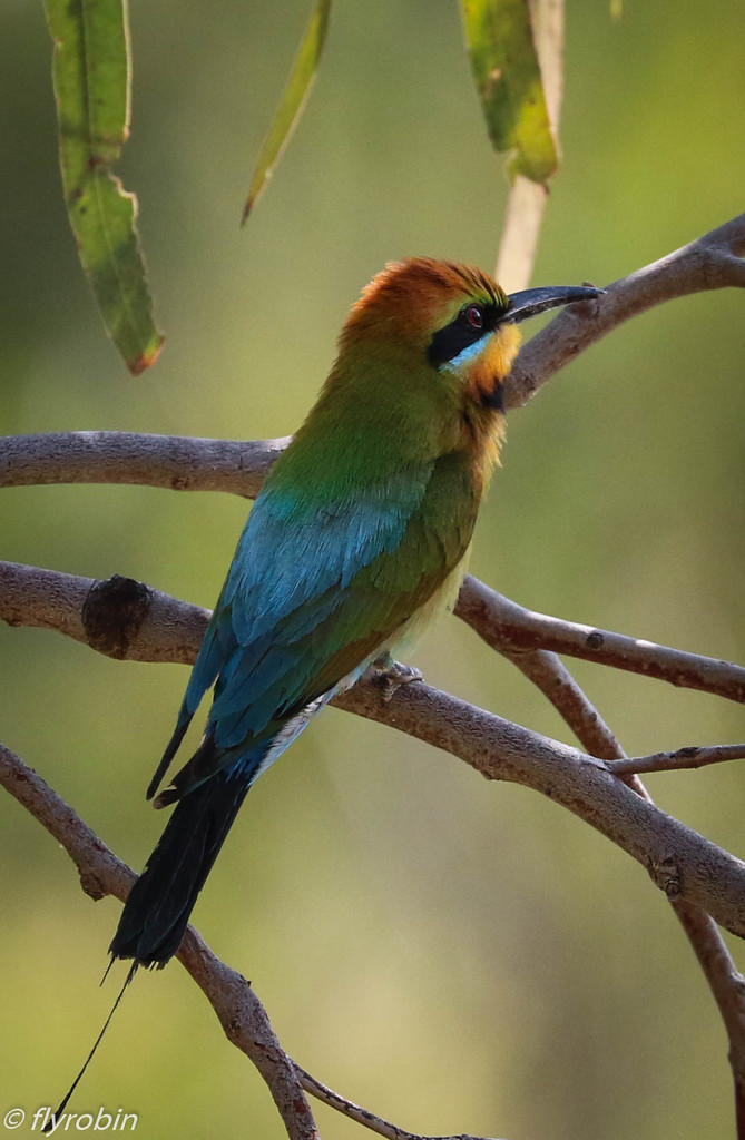 Male Rainbow Bee-Eater at rest by flyrobin