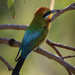 Male Rainbow Bee-Eater at rest by flyrobin