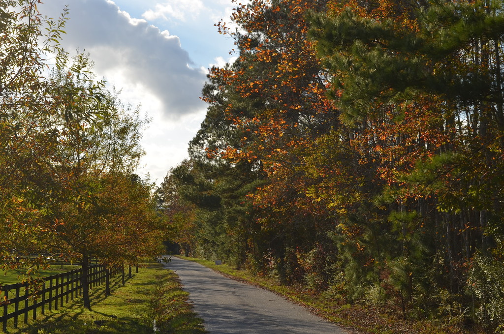 Country road in Autumn, Dorchester County, South Carolina by congaree