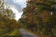 26th Nov 2015 - Country road in Autumn, Dorchester County, South Carolina