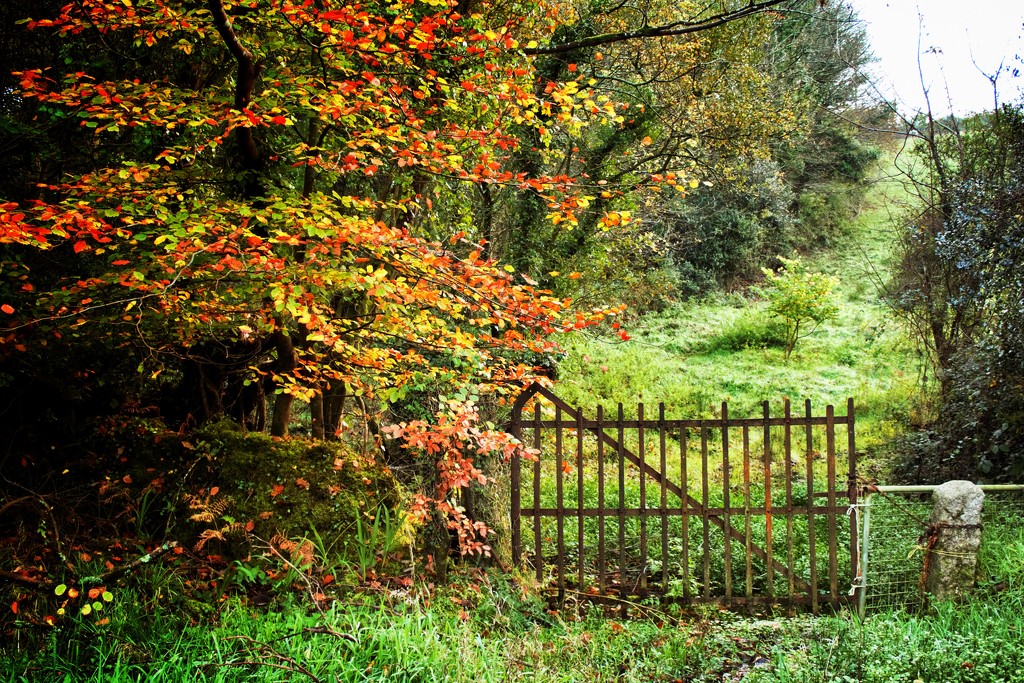 The rusted gate and forgotten path by swillinbillyflynn