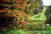 26th Nov 2015 - The rusted gate and forgotten path
