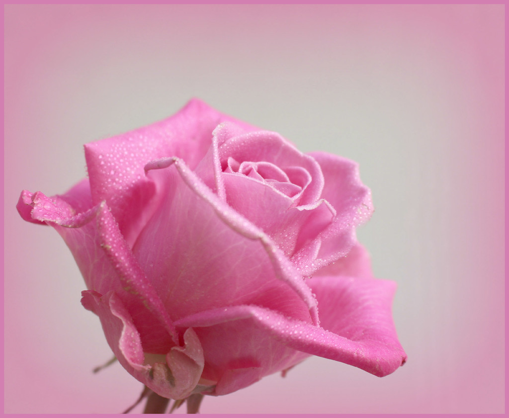 A Single Rose. by wendyfrost