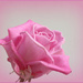 A Single Rose. by wendyfrost