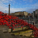 POPPIES, LIVERPOOL THREE by markp