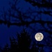 Twilight Moon by jgpittenger