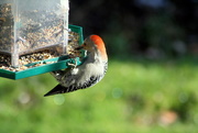 26th Nov 2015 - Red bellied woodpecker