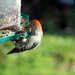 Red bellied woodpecker by bruni
