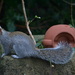 Squirrel by ziggy77