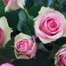 2015 11 07 Belated Birthday Roses by kwiksilver