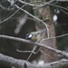 24 November 2015 Great tit on the flowering cherry tree by lavenderhouse