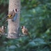 25 November 2015 Trio of goldfinches in my garden by lavenderhouse
