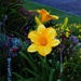 Day Lily.. by happysnaps