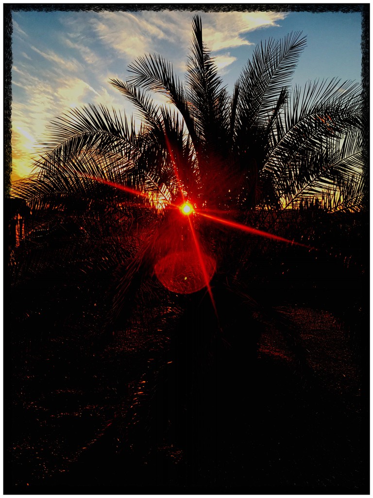 Palm tree sunset by jeffjones